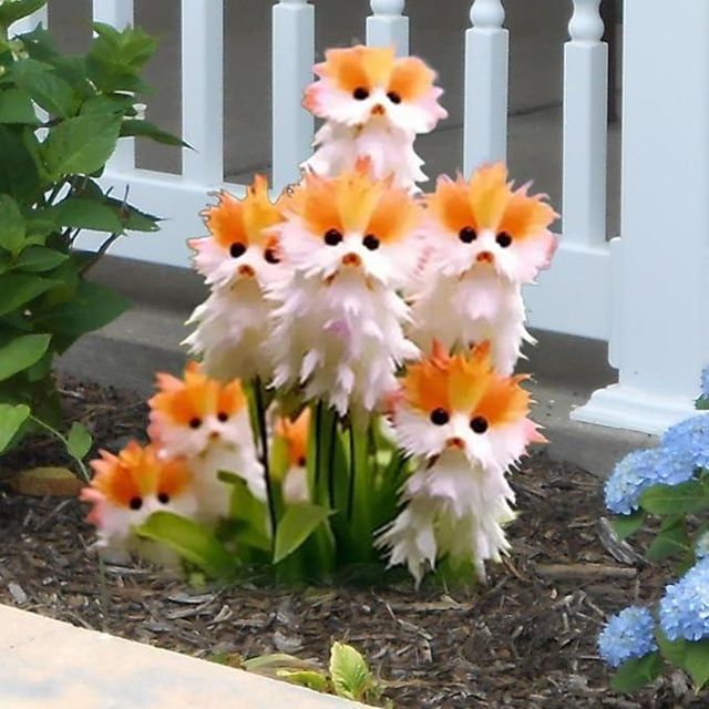 Amazing plants! Cat's eye dazzle l Cat Eye Dazzle Seeds + Plant Growth Serum Free