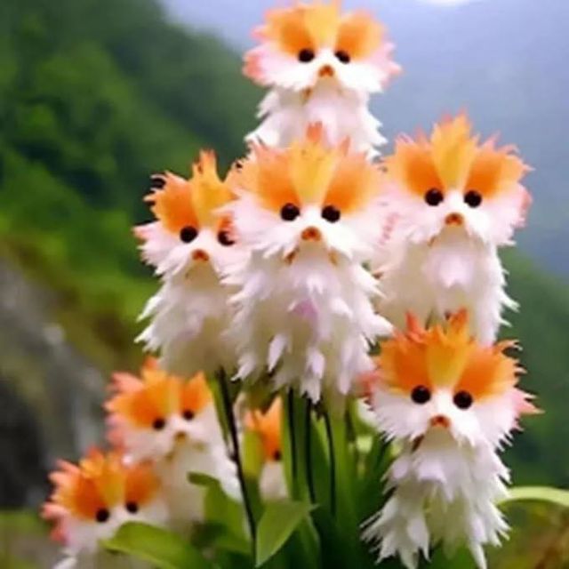 Amazing plants! Cat's eye dazzle l Cat Eye Dazzle Seeds + Plant Growth Serum Free